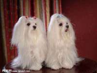 东莞市复鼎织造实业有限公司