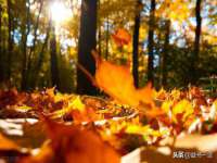 东莞市复鼎织造实业有限公司