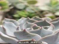 东莞市复鼎织造实业有限公司