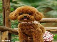 东莞市复鼎织造实业有限公司