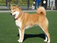 东莞市复鼎织造实业有限公司