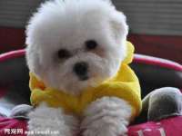 东莞市复鼎织造实业有限公司