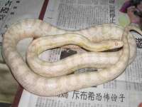 东莞市复鼎织造实业有限公司